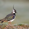 Lapwing (Vanellus vanellus) adult male in breeding plumage. Scotland. May 2008. 